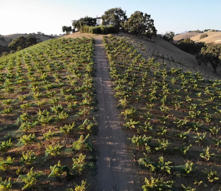 path towards the house across the vineyard